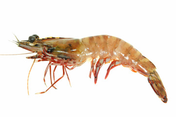 Fresh Prawn On White Background