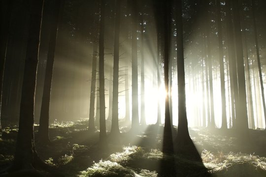 Fototapeta Sunbeams enters coniferous stand on a misty autumn morning