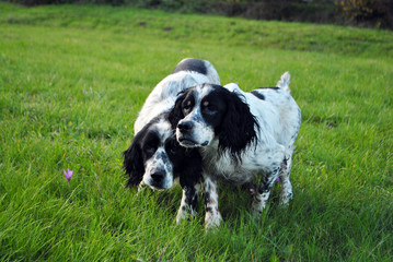 setter dog