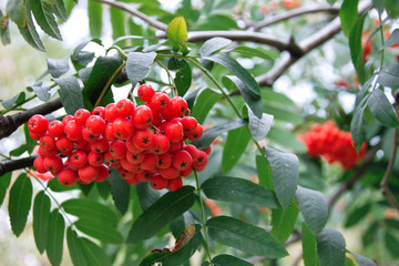 Red rowan berries