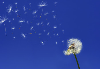 Dandelion