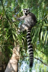 Lemur en el Biopark de Valencia, España.