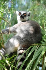Lemur en el Biopark de Valencia, españa.