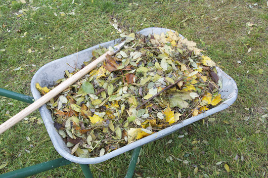 Schubkarre mit zusammengeharktem Herbstlaub