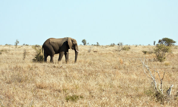 Elephant walking on dry veldt in the sun