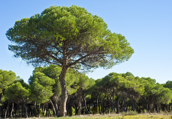 Pinienwald im Herbst