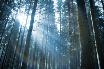 Sunbeams through the Forest
