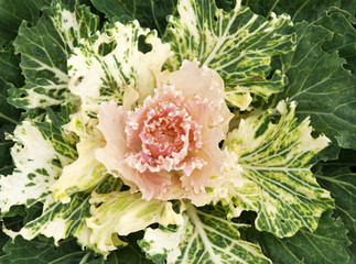Violet cabbage