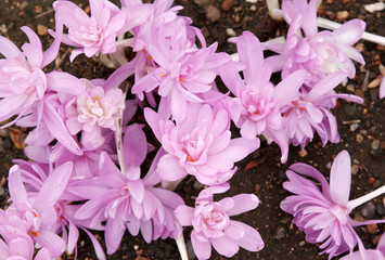 Flowerbed with violet colour crocus