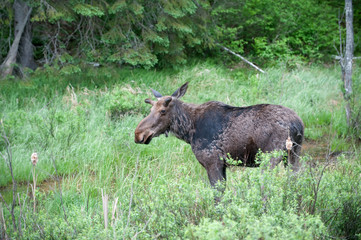 Bull moose in spring