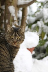 Winter cat