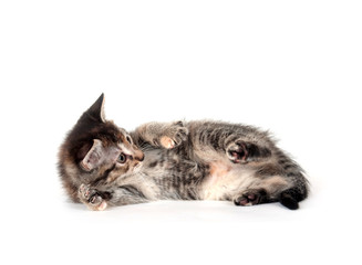 Cute tabby kitten laying down and playing
