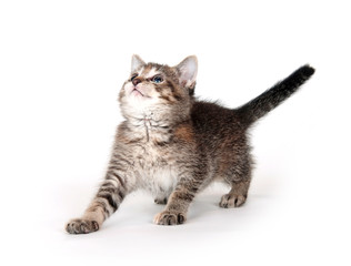 Tabby kitten swinging its paw