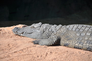 Cocodrilo en el Biopark de Valencia, España.