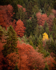 Bunter Wald im Herbst