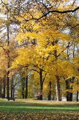 Naklejka premium Gelber Herbstbaum im Park
