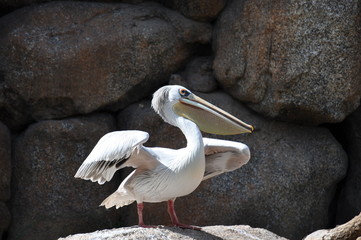Pelícano en el Biopark de Valencia, España.