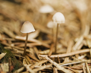 Mycena