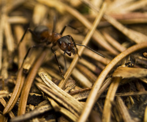 Mrówka rudnica Formica rufa