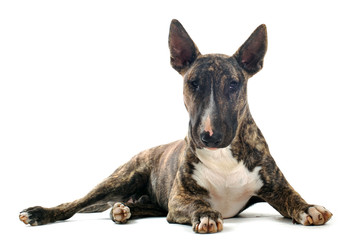 bull terrier