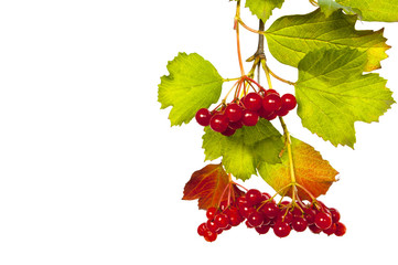 Red berries of the viburnum