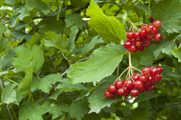 Red berries of the viburnum