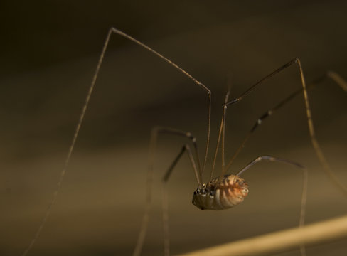 Kosarz, Łabuniec Opiliones syn. Phalangida