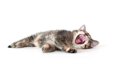 Cute tabby kitten laying down and yawning - Powered by Adobe
