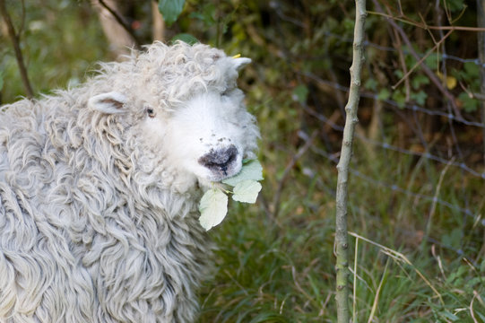 Greyface Dartmoor Sheep eating