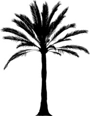 Naklejka premium Detailed palm illustration