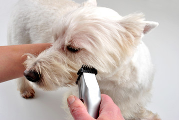 West Highland Terrier wird getrimmt