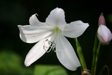 Obraz premium lily