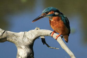 Martin Pêcheur (common kingfisher)
