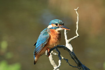 Martin Pêcheur (common kingfisher)