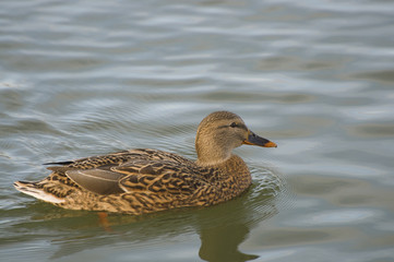 Утка (duck)