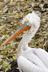 Пеликан (pelican)