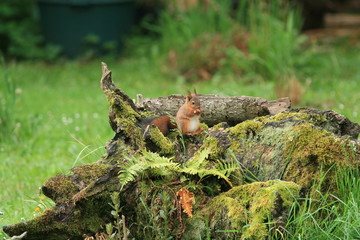 Écureuil roux (red squirrel)