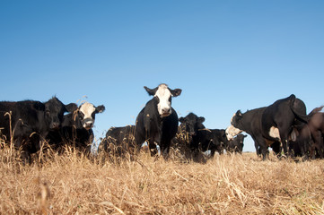 Cows in a pasture