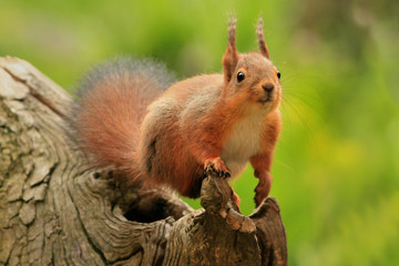 Naklejka na ściany i meble Red Squirrel (Wiewiórka czerwona)