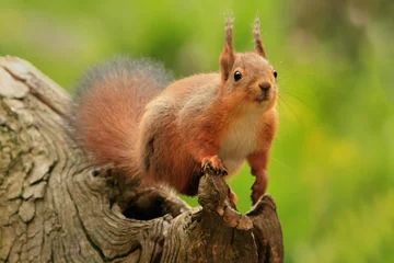 Selbstklebende Fototapeten rotes Eichhörnchen © gousses