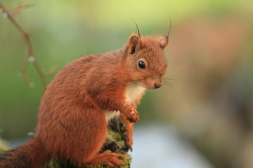 Écureuil roux (red squirrel)