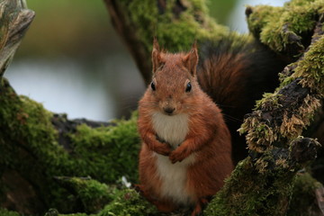 Écureuil roux (red squirrel)