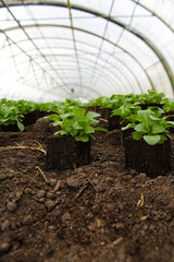 Ackersalat