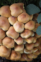 Grünblättrige Schwefelköpfe