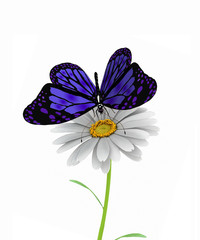 butterfly and daisy on white background