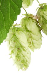 branch of hops on a white background