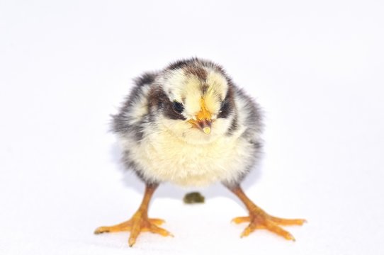 Pollito isolado