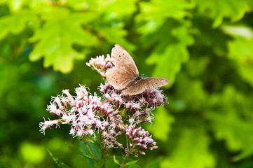 rapsweißling - schmetterling