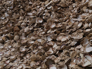 Muscheln Hintergrund