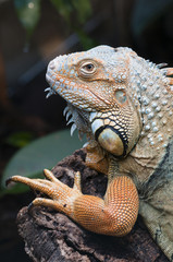 Closeup of a tropical colorful iguana lizard